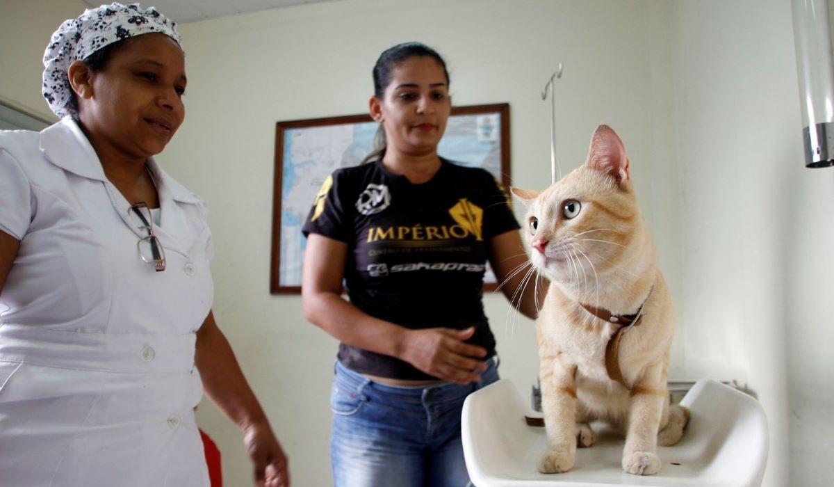 castracao animal