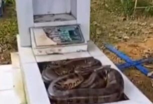 cobra e flagrada enrolada sobre sepultura em cemiterio de manaus foto reproducao redes sociais e1786623481468