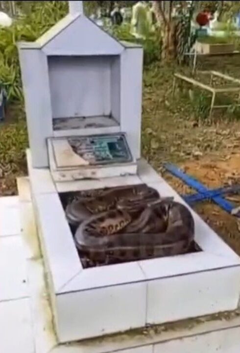cobra e flagrada enrolada sobre sepultura em cemiterio de manaus foto reproducao redes sociais e1786623481468