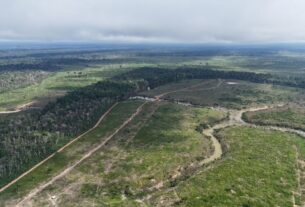 desmatamento ilegal em borba rende maior multa ambiental do amazonas em 2025 foto henrique almeida ipaam