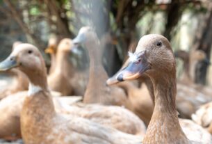 vecteezy the large group of healthy brown ducks in a domestic farm 22340663