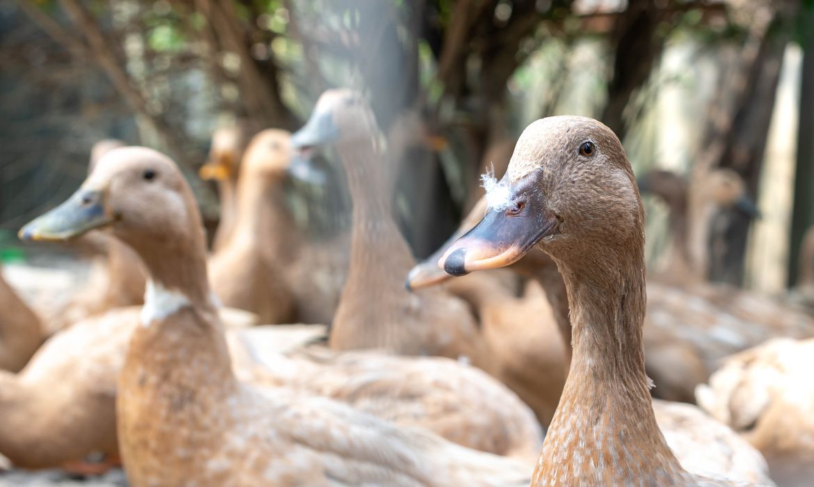 vecteezy the large group of healthy brown ducks in a domestic farm 22340663