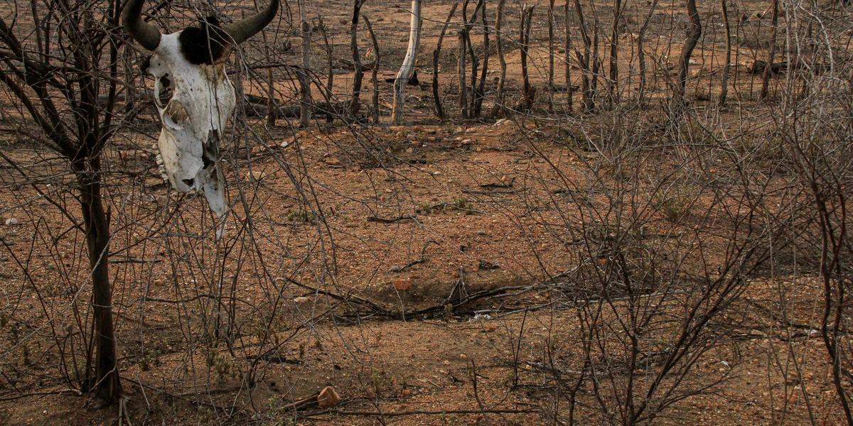 Defesa Civil decreta emergência em sete cidades do Nordeste devido à forte estiagem 1 51191738257 db59b06e64 k