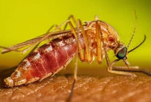 culex quinquefasciatus female feeding 16 9