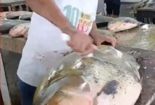 g1 peixe gigante amazonas e1786622692708