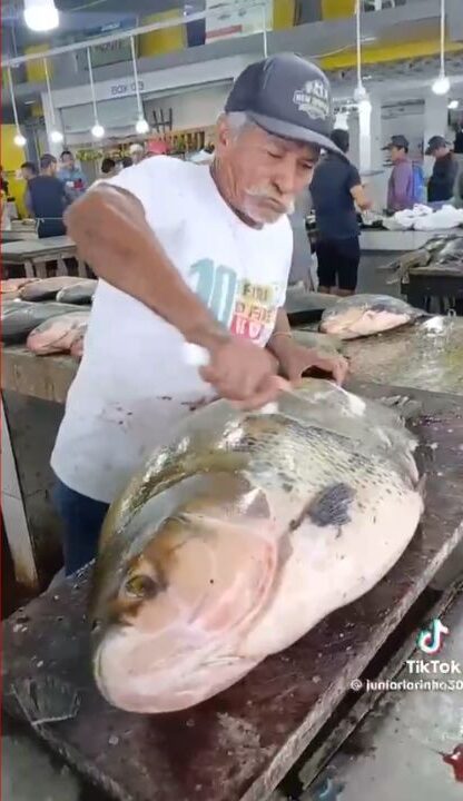 Tambaqui gigante chama atenção em feira no Amazonas; especialista afirma que peixe é raro 1 g1 peixe gigante amazonas e1786622692708