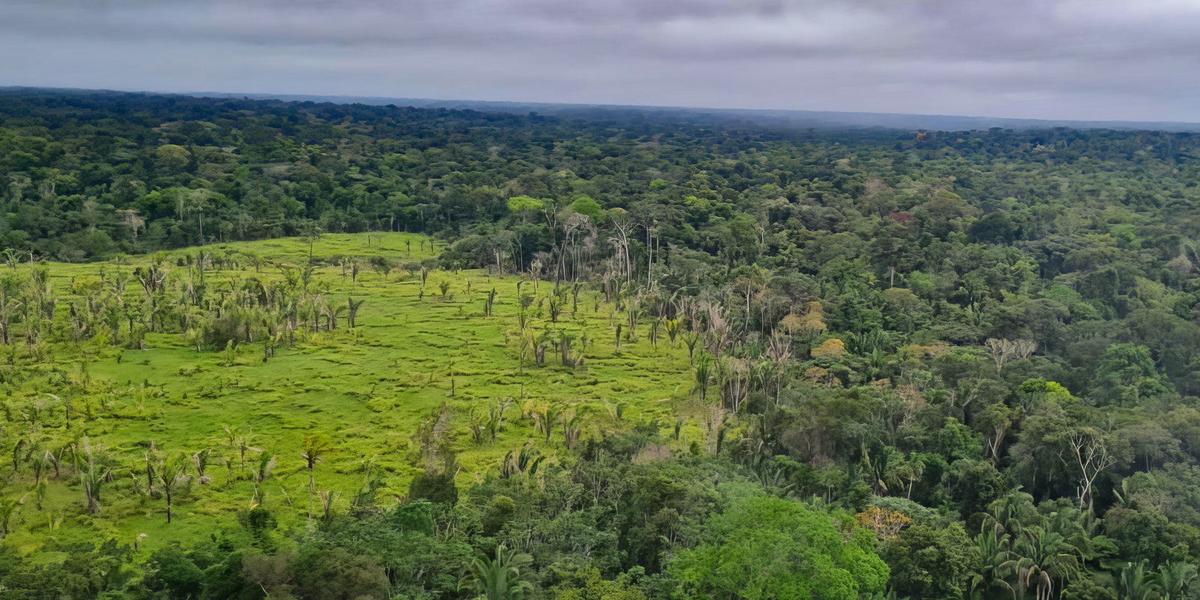 Terras indígenas na Amazônia registram desmatamento zero em 60% dos territórios 1 imagem do whatsapp de 2023 06 14 as 11d.55.50 topaz enhance