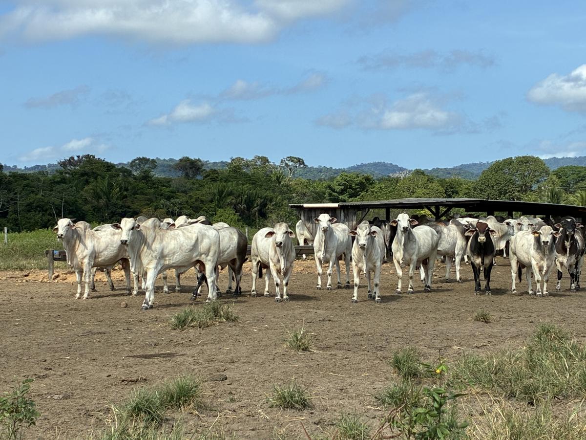 Pecuária em Roraima: produtores apostam em técnica intensiva para driblar a seca 1 img 0880
