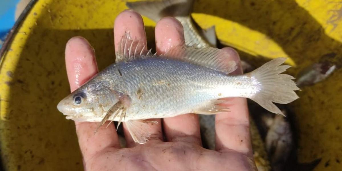 Reflexos de Mariana: Estudo aponta deformação recorde em peixes no Espírito Santo 1 img 2022 123906