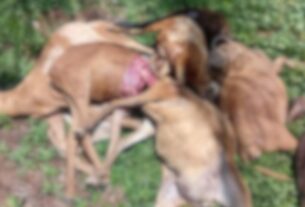 rebanho encontrado morto no ifam de sao gabriel da cachoeira