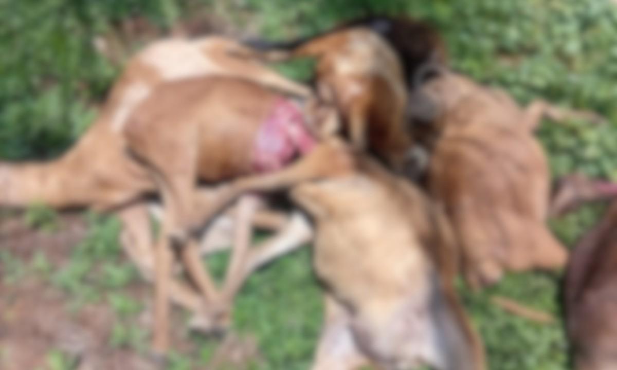 rebanho encontrado morto no ifam de sao gabriel da cachoeira