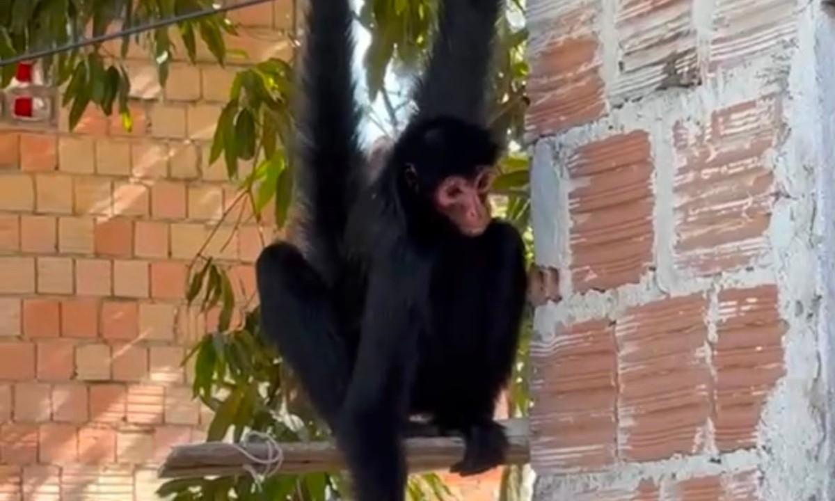 spider monkey