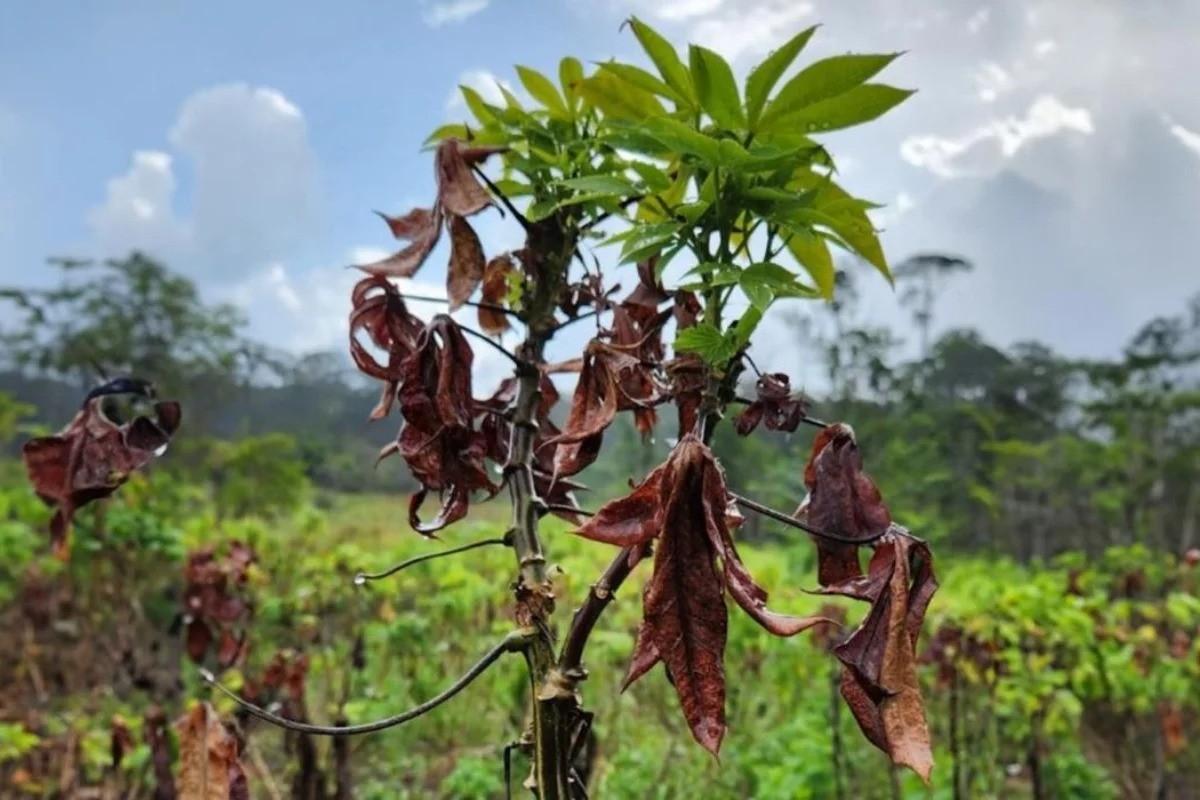 vassoura de bruxa da mandioca