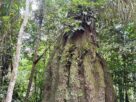 floresta amazonica conservada em caracarai rr