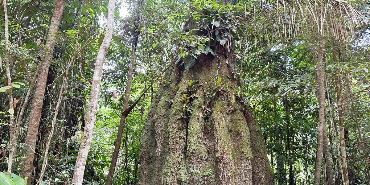 floresta amazonica conservada em caracarai rr